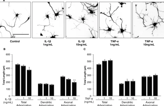 Fig.  III.1. Treatment of immature hippocampal neurons with pro-inflammatory cytokines  alters  the  neuritic  output 