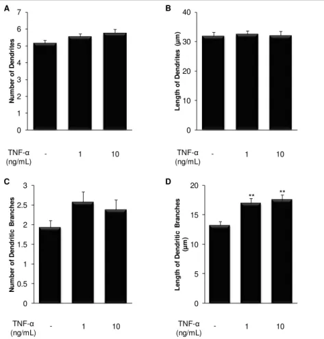 Fig.  III.3.  Treatment  of  immature  hippocampal  neurons  with  TNF- α   has  a  marked  effect  at  the  dendritic level