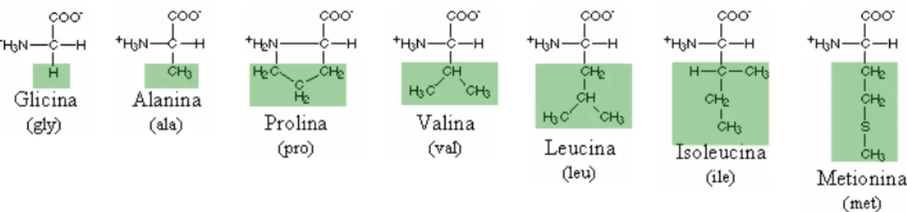 Figura 2 – Representação química dos aminoácidos apolares e alifáticos: o grupamento R dos aminoá- aminoá-cidos alanina (ala), valina (val), leucina (leu), isoleucina (ile), metionina (met), glicina (gly) e prolina (pro) aparece destacado.