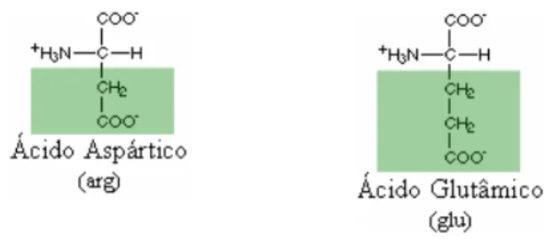 Figura 6 – Representação química dos aminoácidos carregados negativamente: a cor verde destaca o grupamento R dos aminoácidos ácido aspártico (asp), ácido glutâmico (glu).