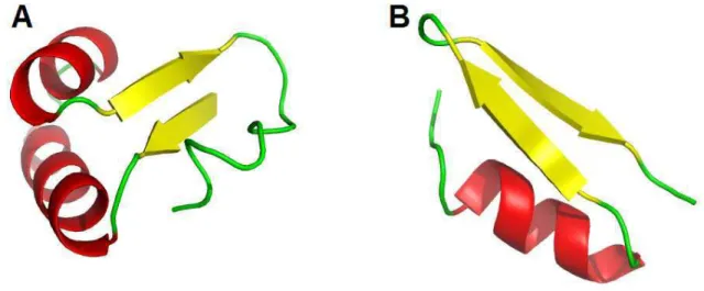 Figura 16 – Representação do tipo Ribbon de estruturas terciárias. (A) apresenta a estrutura terciária da proteína Crambina, cujo código PDB é 1CRN; (B) apresenta a estrutura terciária do peptídeo de escorpião, cujo código PDB é 1ACW