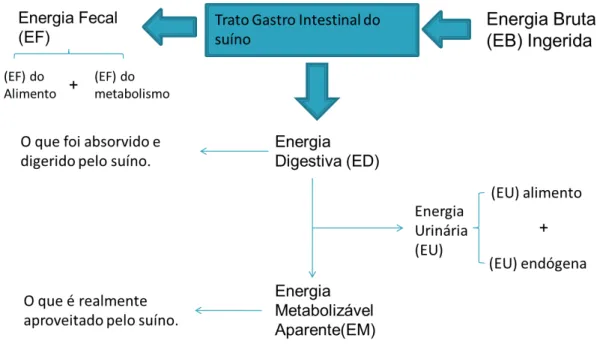 Figura 1. 4 Divisão Energética para os Suínos (Adaptado de Sakamura &amp; Rostagno,  2007) 