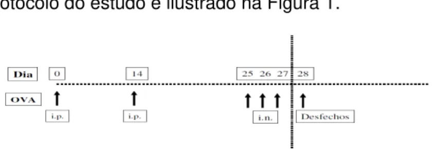 Ilustração do protocolo do estudo 