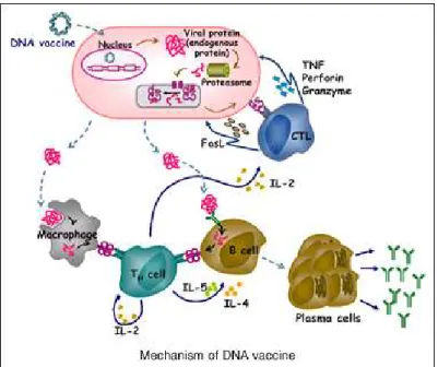 Figura 1 – Mecanismo de ação das vacinas de DNA. Representação da ampla ativação da resposta imunológica, humoral e celular,  após administração da vacina