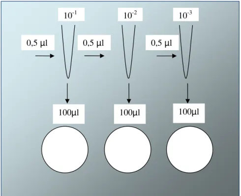 Figura 6- Representação de diluição seriada e plaqueamento