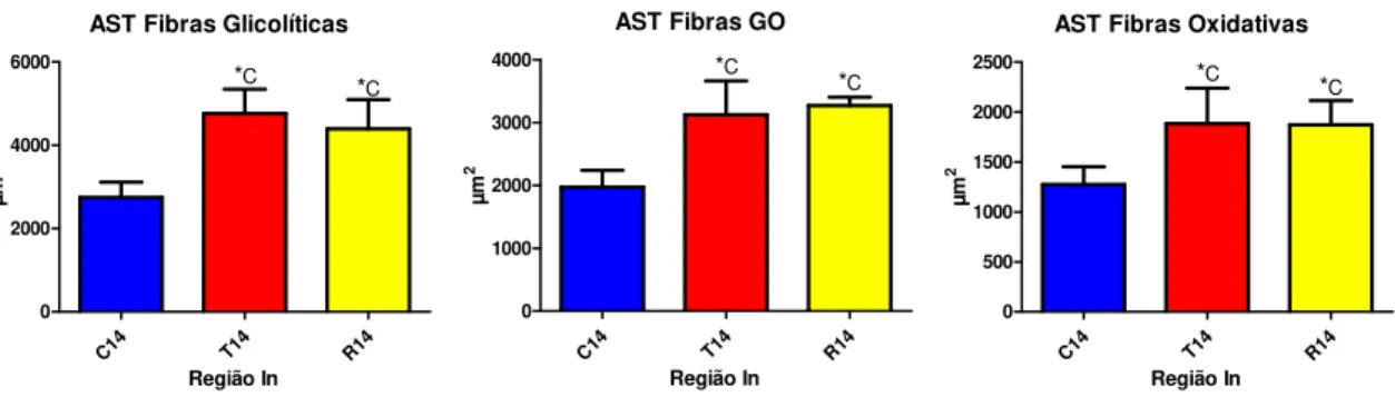 Figura 24 - Média e desvio padrão da AST das fibras musculares na região In dos grupos avaliados  com 14 dias 