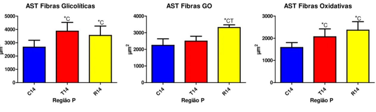 Figura 25 - Média e desvio padrão da AST das fibras musculares na região P dos grupos avaliados  com 14 dias 