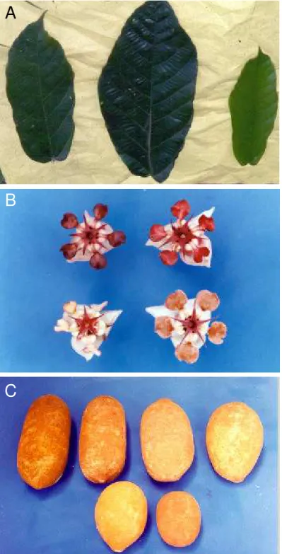 Figura 1 -  Variabilidade em: A) Folha; B) Flor; C) Fruto de cupuaçuzeiro .