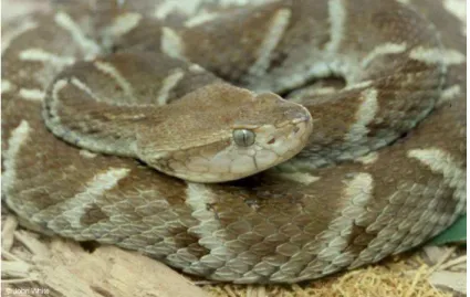 Figura  2.  Foto  da  serpente  Bothrops  atrox. 
