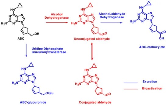 Figure  1.4.  Scheme  of  abacavir  bioactivation  and  elimination  pathways.  Metabolic  pathway  of  abacavir  (ABC)  involving  the  formation  of  two  putative  aldehyde  intermediates:  the  unconjugated  aldehyde, which rapidly isomerizes into the 