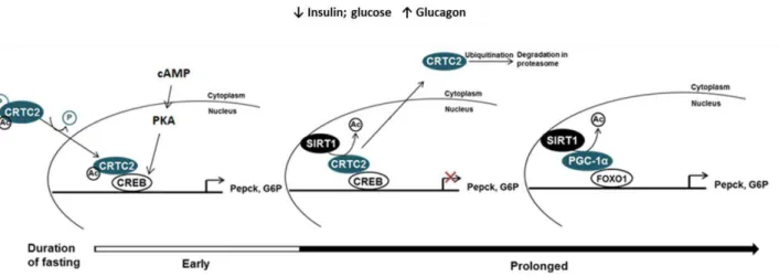 Figure 1.2. Schematic diagram of the inducible switch that modulates gluconeogenesis through the  CREB/CRTC2 signaling pathway