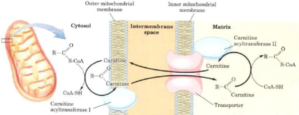 Figure 1.4. Fatty acid entry into mitochondria via acyl carnitine/carnitine transporter