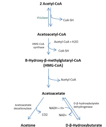 Figure 1.5. Formation of ketone bodies from acetyl-CoA. Adapted from Lehninger, Principles of  Biochemistry 2005 [6].