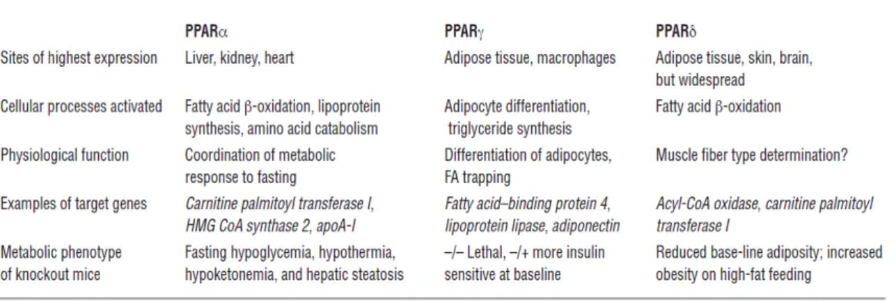 Table  1.1.  Simplified  overview  of  current  understanding  of  the  metabolic  roles  of  the  3  PPAR  isoforms