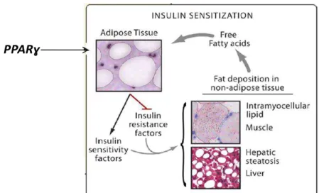 Figure 1.6. The insulin sensitization action of PPAR gamma. Adapted from Lehrke et al., 2005  [73].