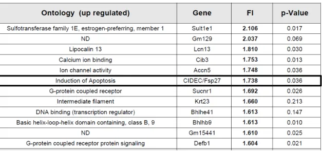 Table 1.2. Genes that are up regulated by HMGCS2 knock down. List of differentially expressed genes  (up regulated &gt;1.6 fold) in a microarray Affymetrix® (GeneChip Mouse Gene 1.0ST) performed with RNA  of  liver  of  shRNA  control  or  shRNA  Hmgcs2  t