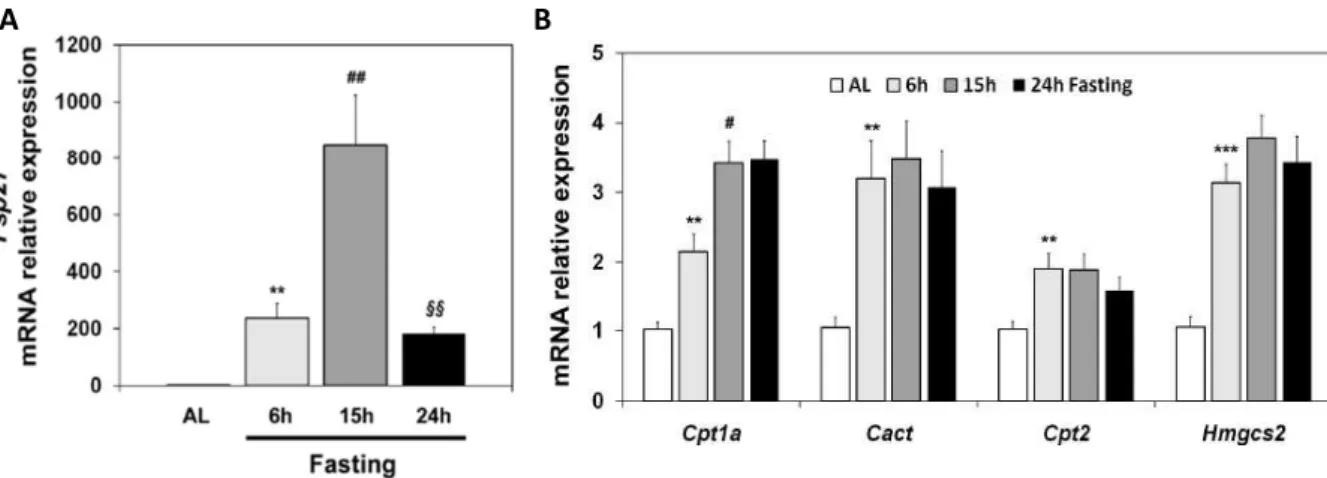 Figure 1.7. Hepatic Fsp27 expression is induced by early fasting.  