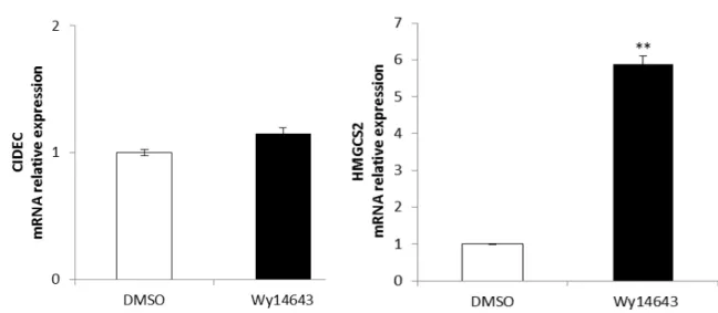 Figure 4.2. Effect of specific PPAR α  agonist (Wy14643) in CIDEC expression. 