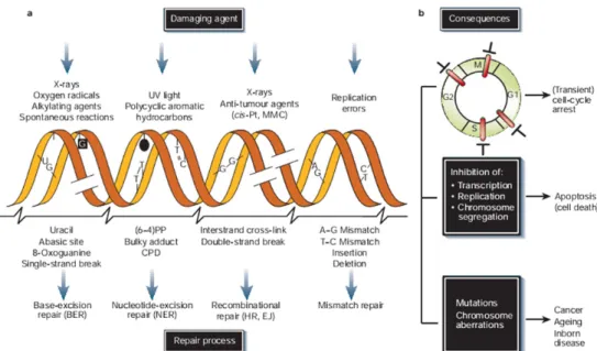 Figure 1.3  |  DNA   damage   and   repair   mechanisms.  a)  Damaging   agents   (both   of   endogenous   and   exogenous   nature)   cause   DNA   lesions   that   are   counteract   by   lesion ‐ specific   DNA   repair   systems;   b)   Acute   effect