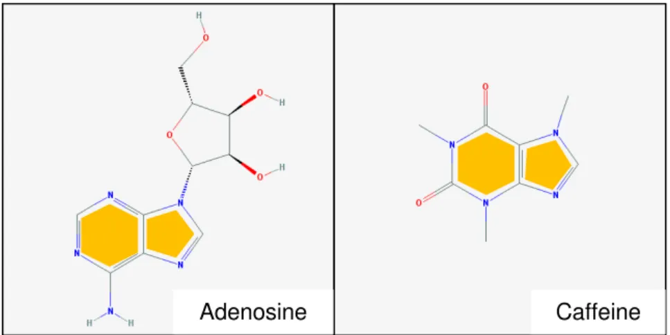Figure  1.3  –   Adenosine  and  caffeine  structure  similarities.  On  the  left  panel,  an  illustration  of  adenosine chemical structure