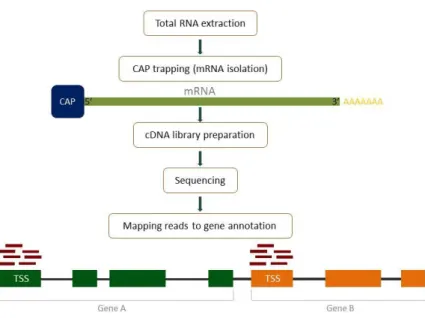 Figure  1.5  –   Illustration  of  the  sequential  steps  of  CAGE  library  preparation  and  data  processing