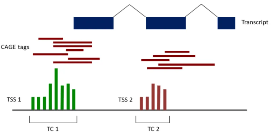 Figure 3.2  –  Illustration of CAGE detection of alternative transcription start  sites
