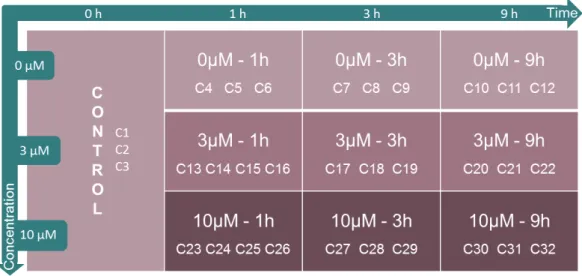 Figure 4.1  –  Experimental design of the study. Representation of all samples studied, each one  corresponding to a batch of cells exposed to different caffeine concentrations and different periods  of time