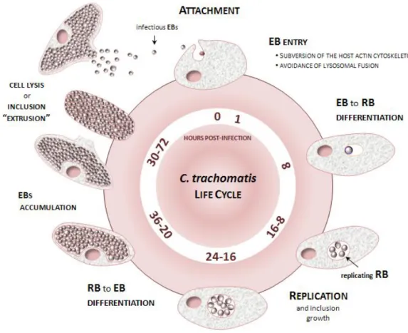 Figure 1.1. Schematic representation of the C. trachomatis developmental cycle. 