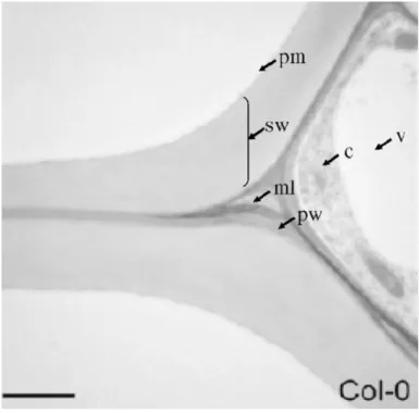 Figure  1.1  –   Structural  organization  of  the  Arabidopsis  thaliana  cell  wall