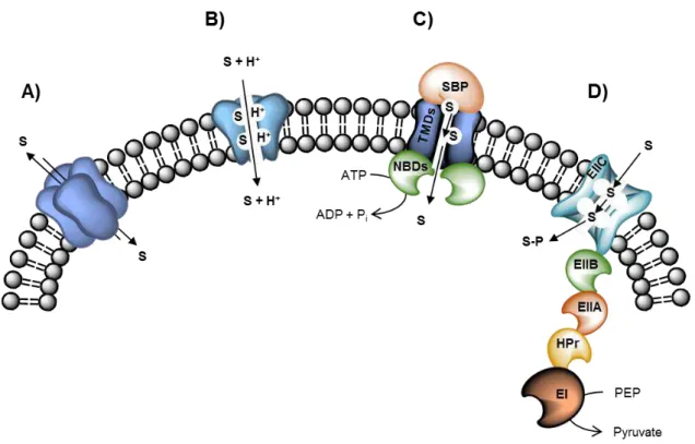 Figure  1.10  –   Schematic  representation  of  the  four  major  types  of  transport  systems  in  living  organisms