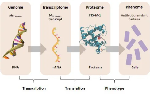 Figure  1.8.  Cascade  of  omic  approaches  used  to  decode  genotype – phenotype  interactions  in  a  bla CTX-M-1 -harboring isolate