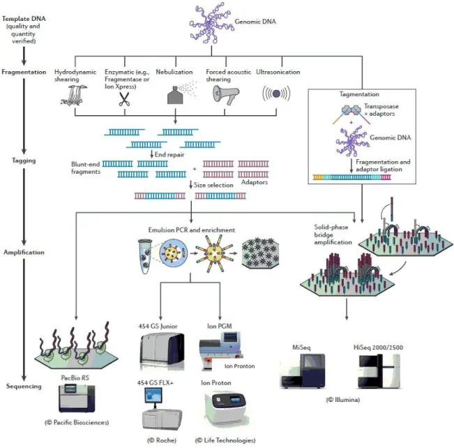 Figure  1.9.  Main  high-throughput  sequencing  platforms  available  to  microbiologists  and  the  associated sample preparation and template amplification procedures (adapted from Loman et al.,  2012a)