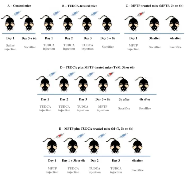 Figure II.1 – Experimental scheme of C57BL/6 male mice treatment course. C57BL/6 male mice were i.p  injected with TUDCA (50mg/Kg body weight), for three consecutive days