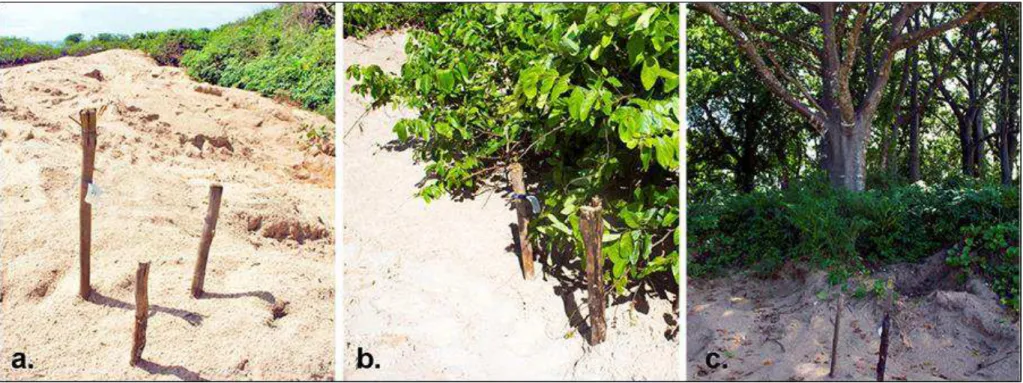 Figure S1. Nesting habitats utilized by green turtles at Poilão Island, Guinea- Bissau, according to vegetation cover: a
