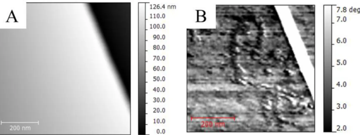 Figure 3.4 – Difference between topographic and phase imaging. The scale on the topographic image (A) was  selected using the automatic scaling given by the AFM software