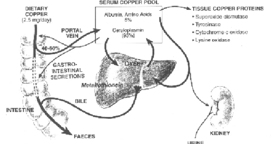 Figure 1.2 | Model of copper metabolism in humans. Ingested copper is absorbed from the gut, trans- trans-ported to liver bound to plasma proteins and distributed to cuproproteins