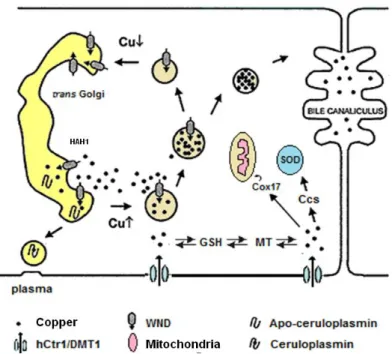 Figure 1.3 | Model of copper metabolism in hepatocytes. Copper crosses the plasma membrane through  either Ctr1 (Cu transporter 1) or DMT1 (Divalent Metal Transporter 1), and is shuttled to the trans Golgi  net-work by chaperone Hah1/Atox1, which delivers 