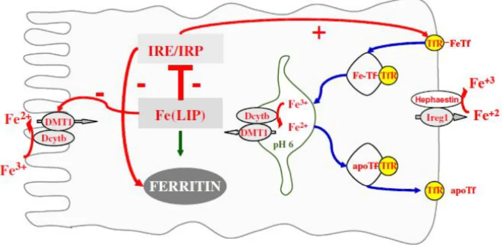 Figure 1.6 | Cellular iron metabolism model. TfR1 and ferritin are essential for the control of cellular iron  homeostasis and their expression is coordinately and reciprocally controlled in response to iron levels by a  mechanism involving mRNA-protein in