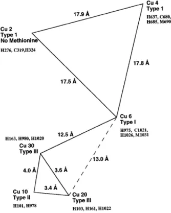 Figure 1.10 | Copper centers in hCp. Separation of the copper atoms in the trinuclear centre, the distance  of this cluster from the nearest mononuclear copper in domain 6, and the separation between the  mononu-clear copper atoms