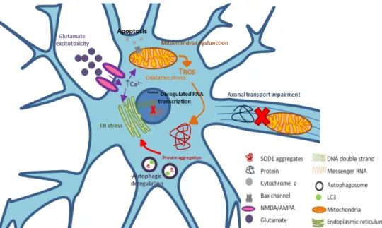 Figure  I.2  –  Amyotrophic  Lateral  Sclerosis  (ALS)  is  a  multifactorial  disease,  with  pathophysiological  mechanisms  that  show  a  complex  interaction  between  genetic  and  molecular  pathways,  most  of  them  related with the subtype of the