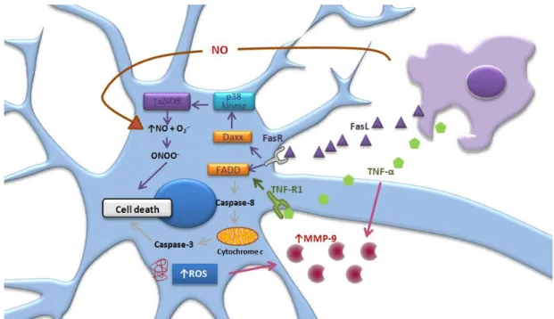 Figure  I.6  –  Signaling  mechanisms  involved  in  neuron-microglia  cross-talk  impairment  in  Amyotrophic  Lateral  Sclerosis