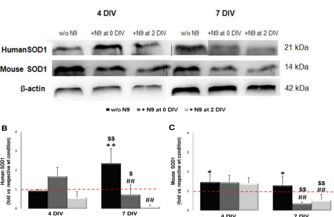 Figure  III.  3  -  Human  and  mouse  superoxide  dismutase  1  (SOD1)  levels  are  increased  in  NSC- NSC-34/hSOD1G93A cells and reduced in the presence of microglia after 7 DIV