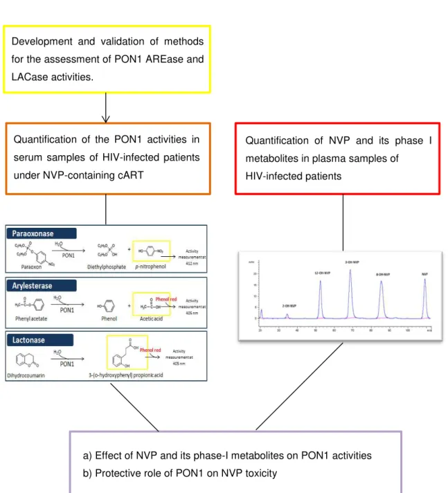 Figure 1.5 Graphic summary of the work plan. (PON  –  paraoxonase-1; AREase  –  arylesterase; 