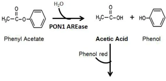 Figure 2.1 Method rational: hydrolysis of phenyl acetate by paraoxonase-1 and its  monitoring for the assessment of the  arylesterase activity