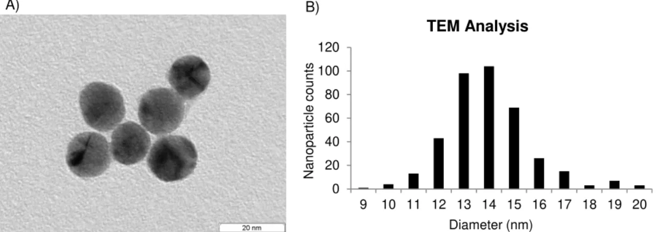 Figure  3.2  Characterisation  of  AuNPs  by  TEM;  A)  TEM  picture  of  spherical  nanoparticles  with  approximate 14 nm diameter size;  B) histogram of analysed  particles by measured diameter,  with  a  mean diameter of 13.9 nm (+ 1.7 nm) 