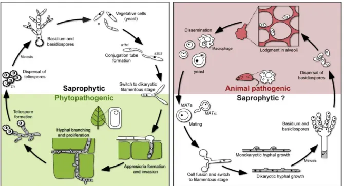 Figure 1.1. Schematic representation of the life cycle of the smut fungus U. maydis (on the left) and of  the  human  pathogen  C