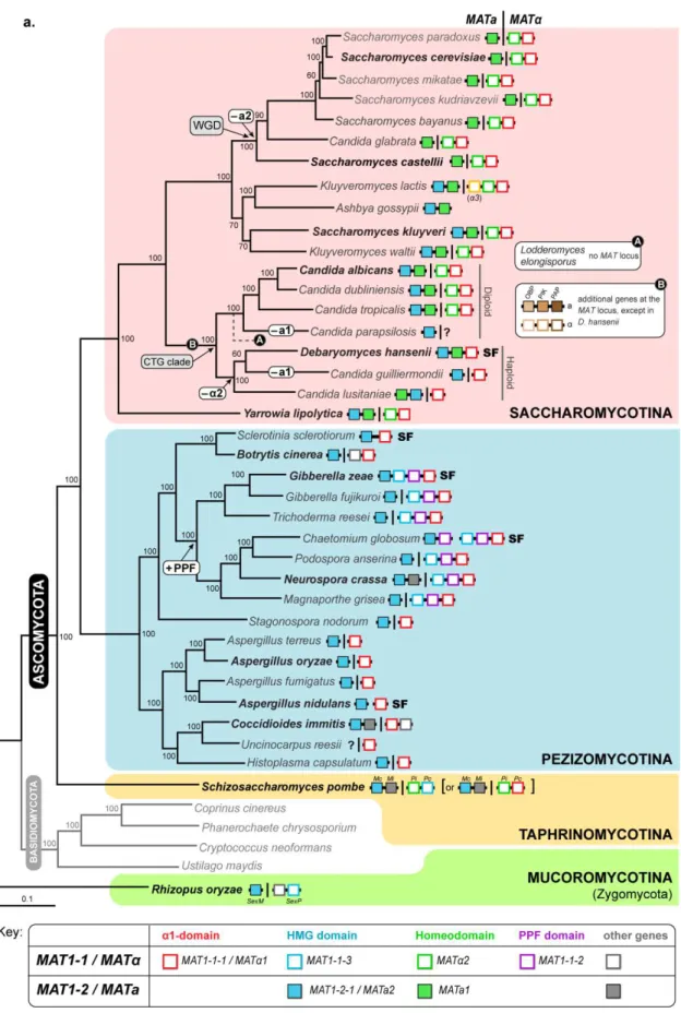 Figure 1.2. Structure and diversity of the MAT loci in the different ascomycete lineages