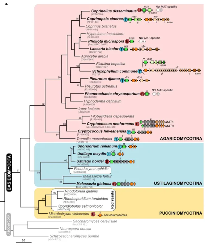 Figure 1.4. Structure and diversity of the MAT loci in the different basidiomycete lineages