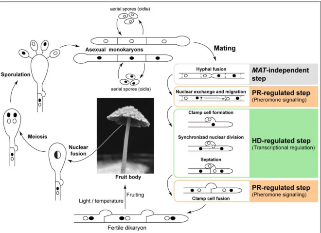 Figure  1.5.  Life  cycle  of  Coprinopsis  cinerea. Roles  of  the  pheromone/  receptor  (PR)  and  homeodomain  (HD)  MAT  genes  on  the  developmental  processes  of  C