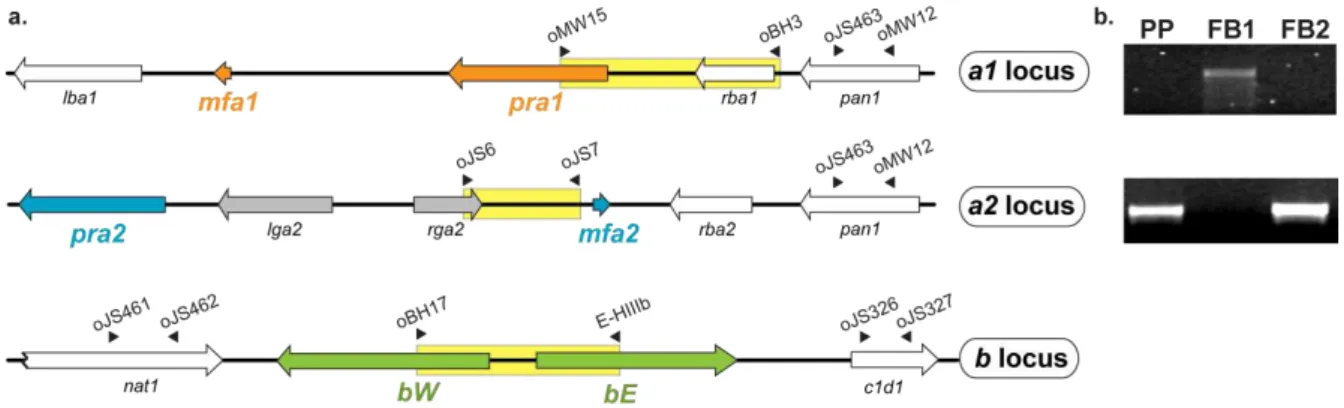 Figure  2.2.  Genomic  regions  encompassing  both  MAT  loci  of  Ustilago  maydis.  (a)  In  both  loci,  the  selected  MAT-specific  region is  highlighted  in  yellow